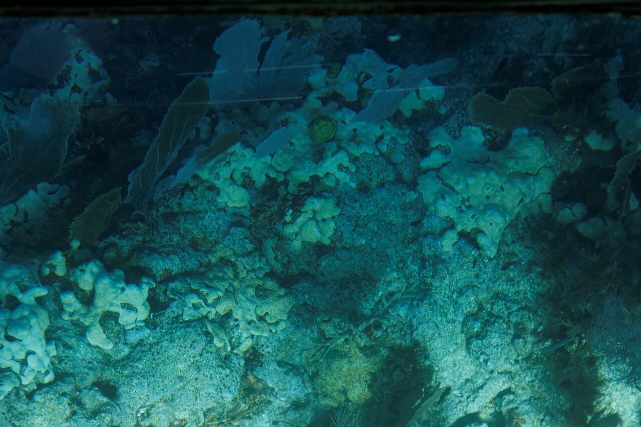Coral reef and sea life beneath the water at John Pennekamp Coral Reef State Park