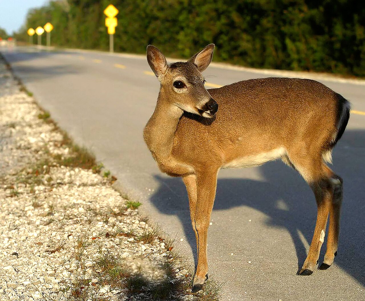 A Key deer standing beside a road in the National Key Deer Refuge on Big Pine Key